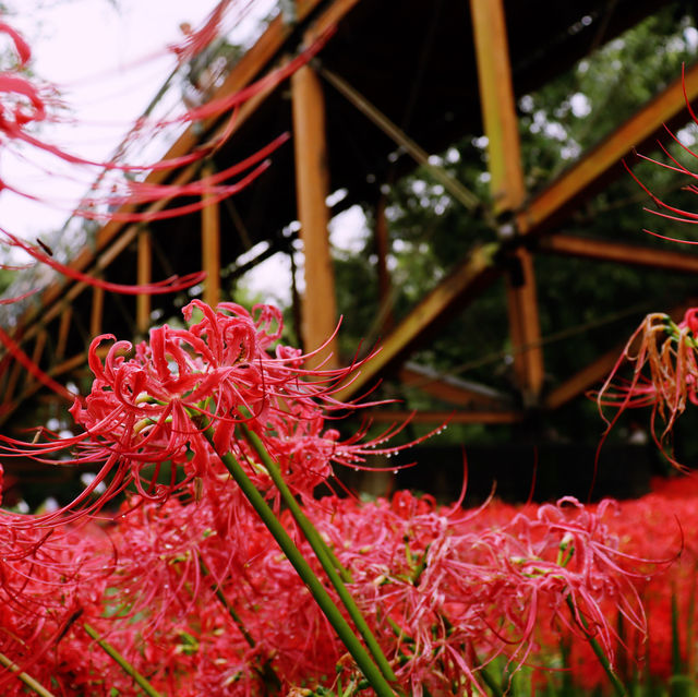 Stunning Spider lilies field dyed in red