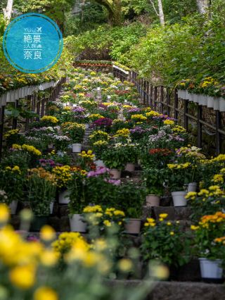 A spectacular view of Nara✨ Colorful chrysanthemum flowers in pots Chrysanthemum Corridor 2024 is being held from October 5th to December 8th.
