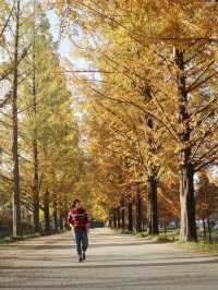 Damyang Metasequoia-lined road is very picturesque in autumn