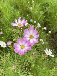 【淡路島】秋の花畑を求めて