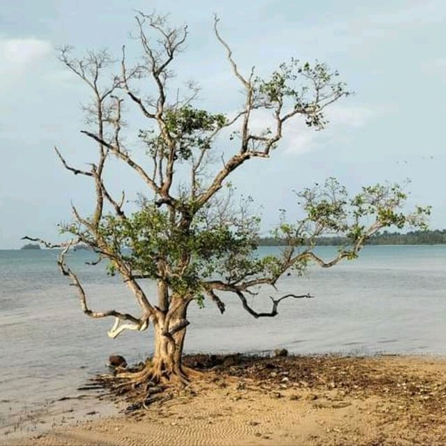 เกาะหมาก   ตราด
