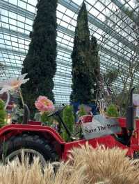 🇸🇬Join the Carnival of Flowers in Flower Dome Singapore ! 