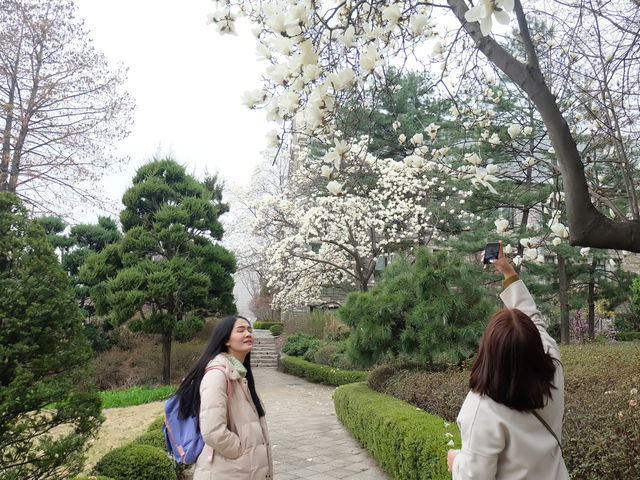 เที่ยวฤดู Spring in Ewha University 🌸