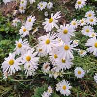 문경 가을꽃구경🌼