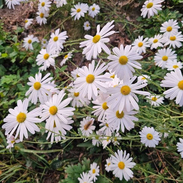 문경 가을꽃구경🌼