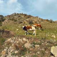 哈達門高原牧場：秋色宜人的自然天堂 🍂🐑