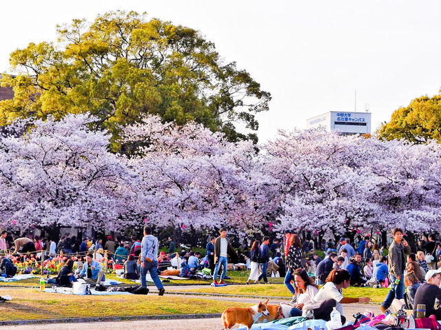 【愛知】絶景！桜の名所🌸名古屋の鶴舞公園