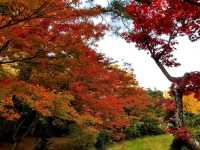 Fall colours at Yahiko Park, Niigata