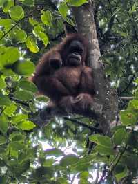 Encounter Orang Utan in Gunung Leuser National Park