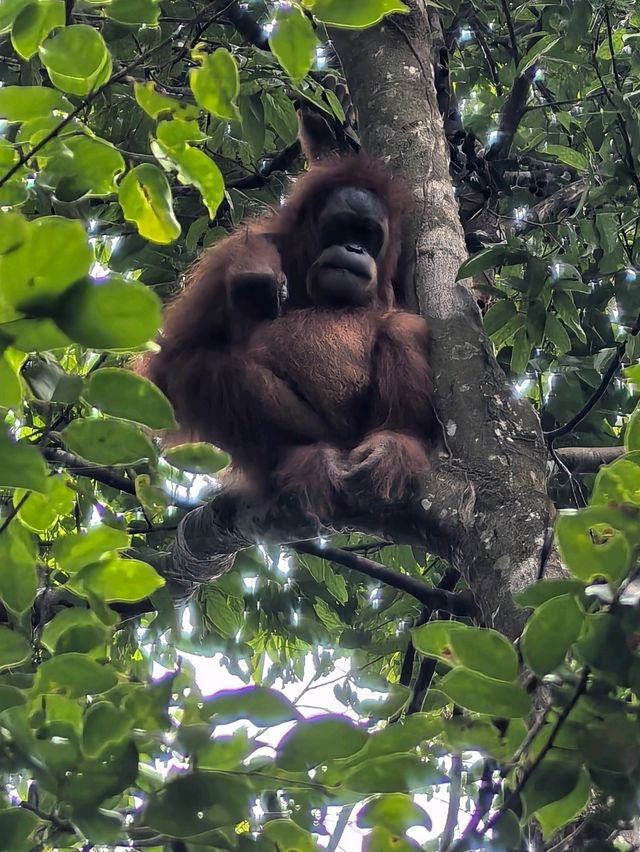 Encounter Orang Utan in Gunung Leuser National Park