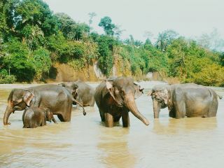 Mount Leuser National Park