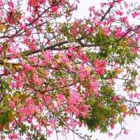 觀瀾河濕地公園