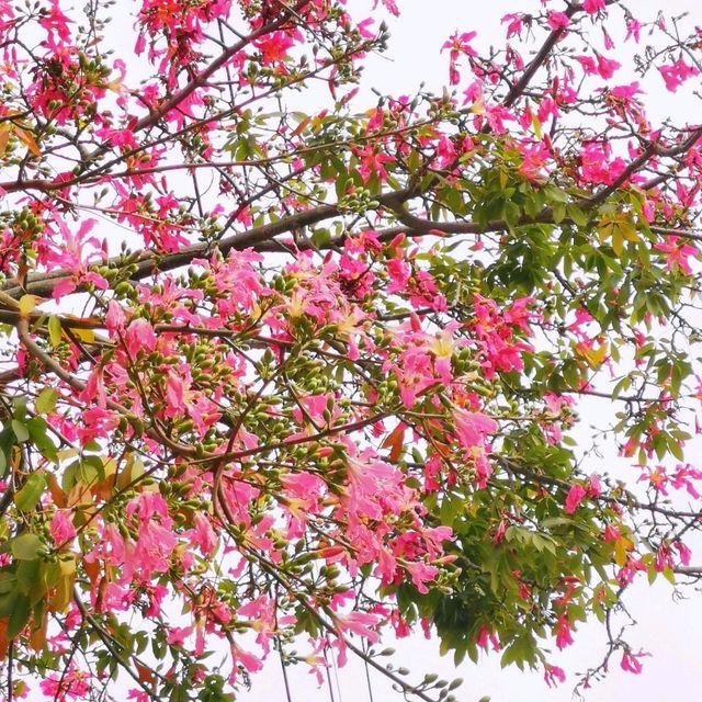 觀瀾河濕地公園