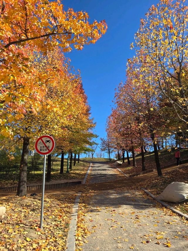 알록달록 단풍이 예쁜 거창 도시숲공원🍁