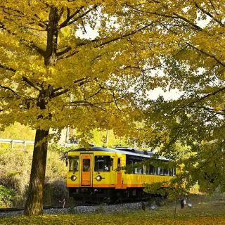 Hidden Gem in Kyoto for Beautiful Ginkgo Trees!