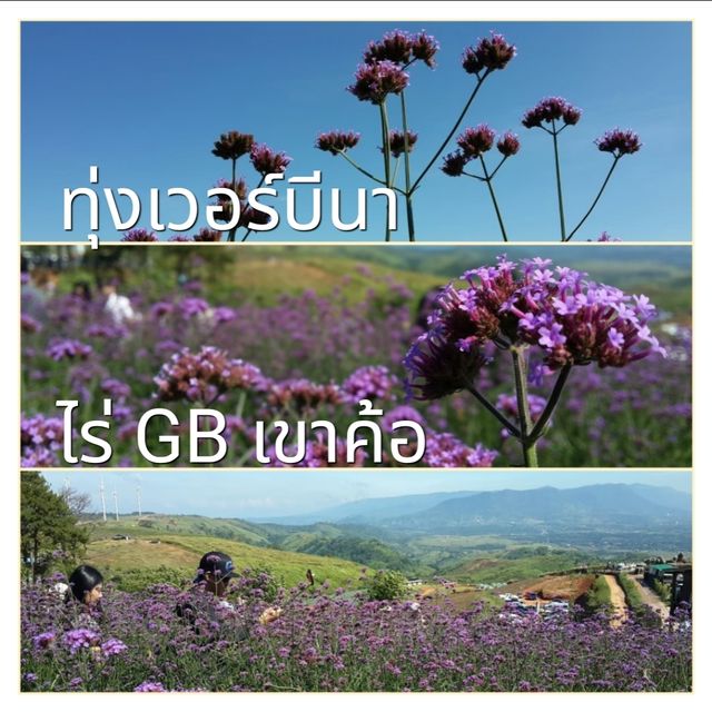 สวนดอกไม้ เขาค้อ 