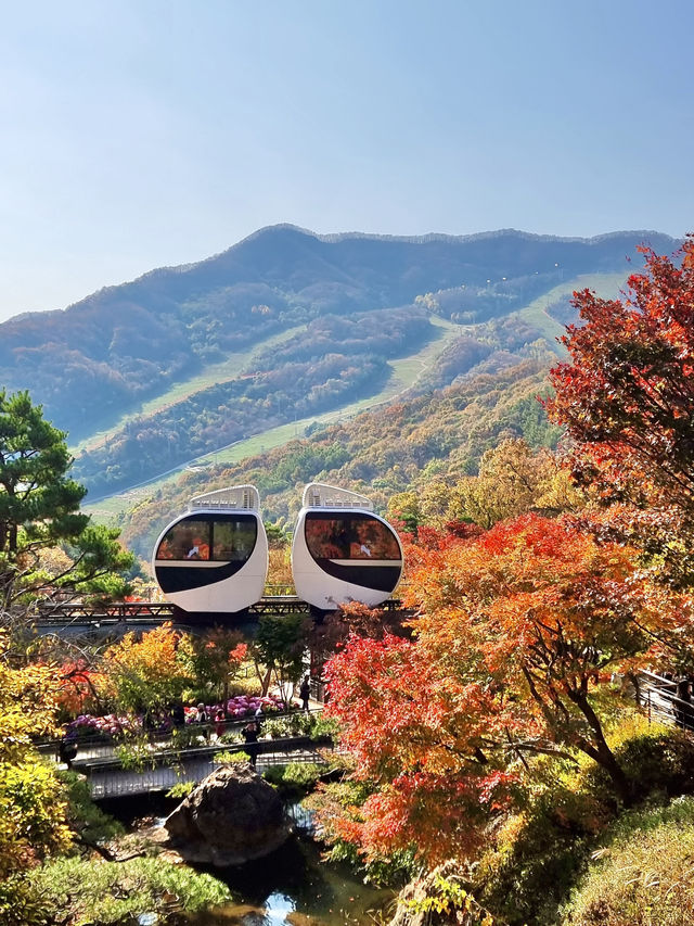 가을 단풍 명소 화담숲 🍁