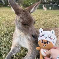 BRISBANE可以直接上手摸袋鼠的動物園🦘!!!