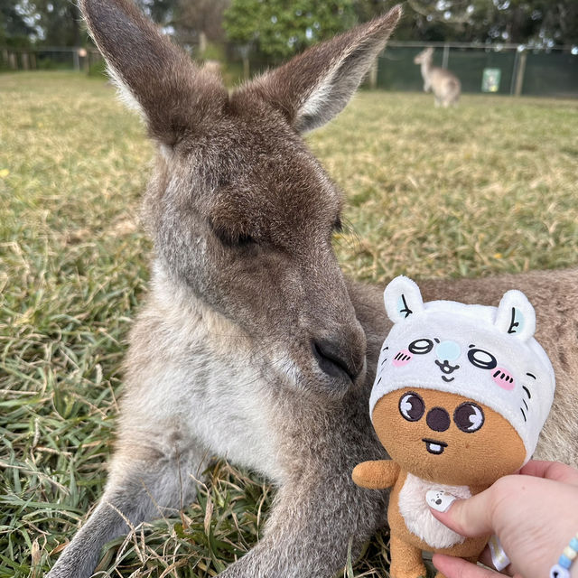 BRISBANE可以直接上手摸袋鼠的動物園🦘!!!
