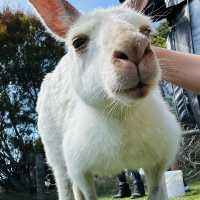Love this place, Maru Koala and Animal Park in Melbourne, they are all adorable 🥰❤️