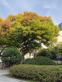 대구 도심 속 단풍 여행을 할 수 있는 경상감영공원 다녀왔어요🍂