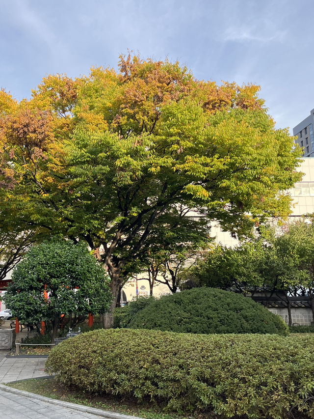 대구 도심 속 단풍 여행을 할 수 있는 경상감영공원 다녀왔어요🍂