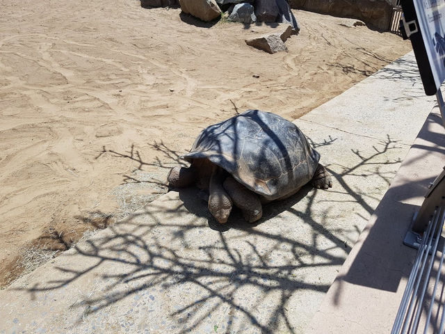 🐯🧸샌디에고 동물원 San diego zoo