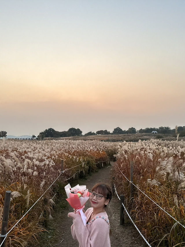 #首爾離天空最近的無邊際芒草公園🌾