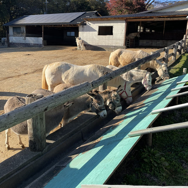 【栃木】色々な動物と触れ合える入場無料の牧場🐮