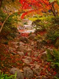 【紅葉特集】世界文化遺産の石庭以外も素敵すぎる✨見応えありの紅葉スポット🍁