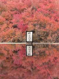 兵庫観光🍁安国寺のドウダンツツジ🍂美しいリフレクション😊🪞✨