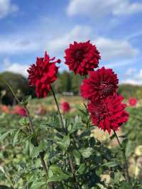 広島観光☺️🌼世羅高原農場🌸☺️四季折々の花々を楽しもう💐