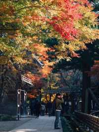 福岡觀楓紅聖地行程🥰超美神寺❤️值得一去