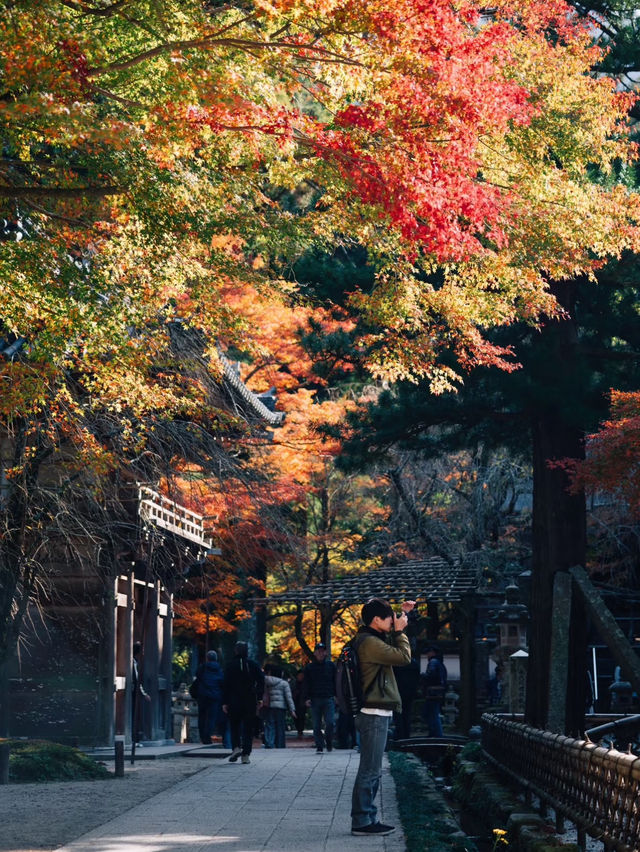 福岡觀楓紅聖地行程🥰超美神寺❤️值得一去
