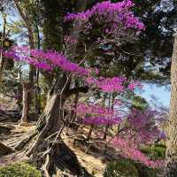 A Burst of Pink at Tsukairaku Park!