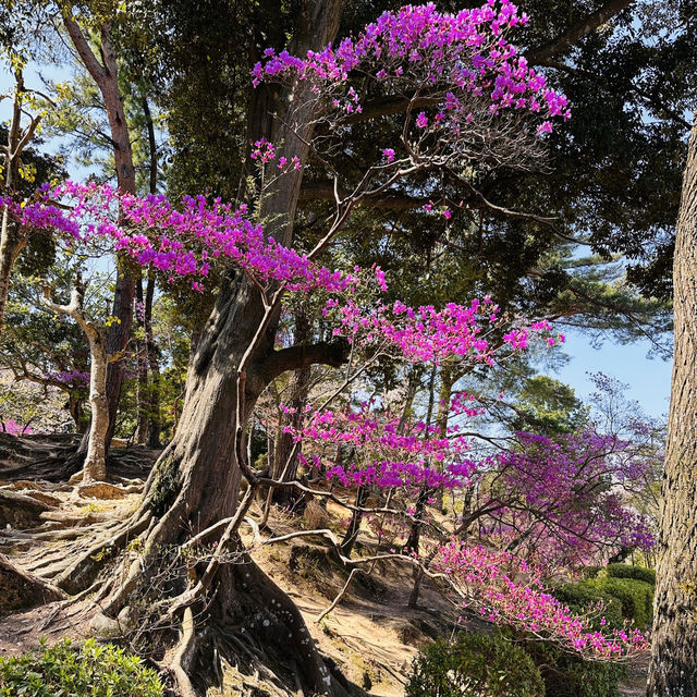 A Burst of Pink at Tsukairaku Park!