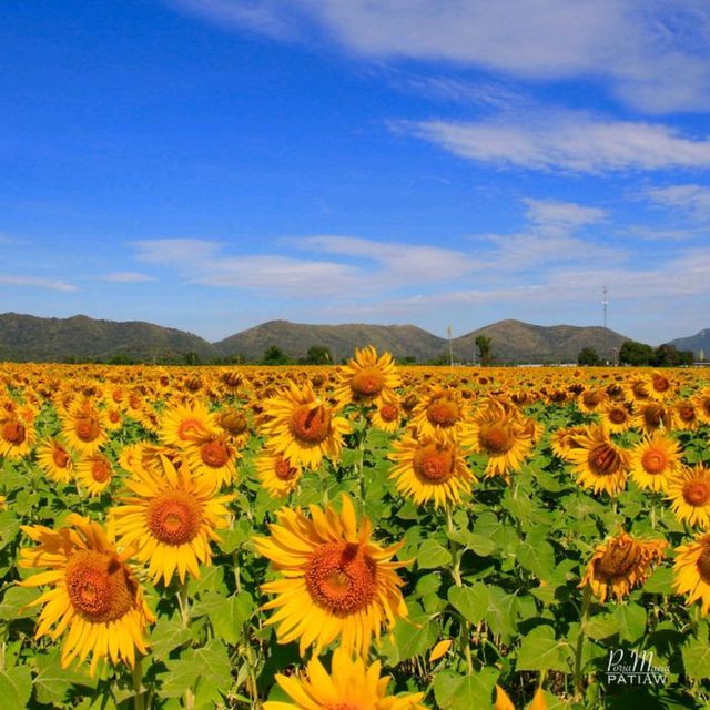 ทุ่งทานตะวัน ไร่วิชาญ ลพบุรี