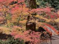 北野天滿宮-千年寺廟，壯觀楓海令人感動