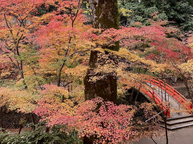 北野天滿宮-千年寺廟，壯觀楓海令人感動
