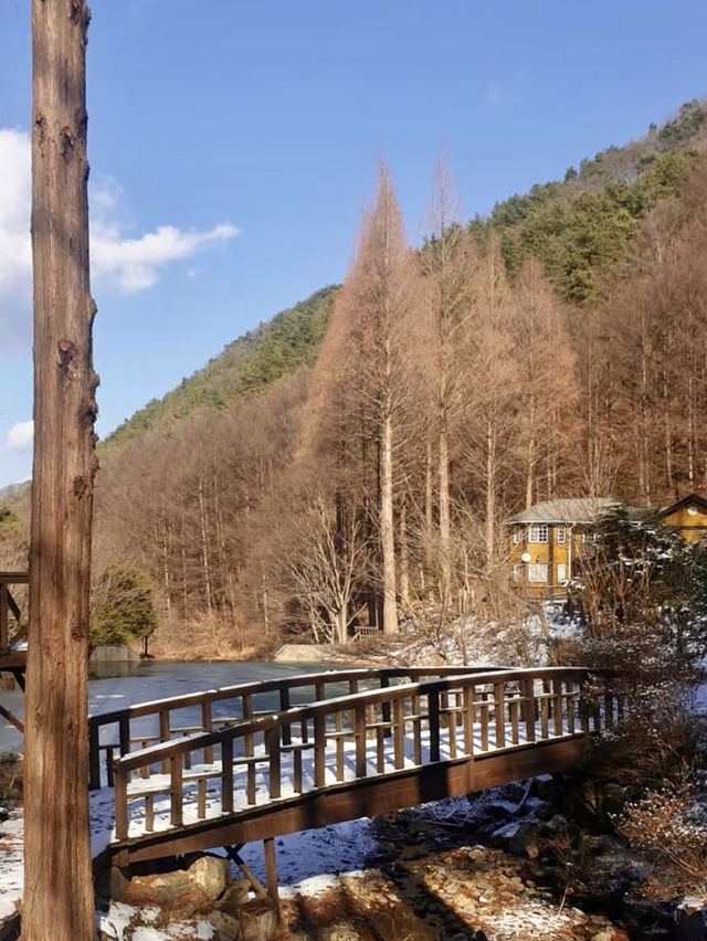 잔잔한 호수와 🏝️ 메타세콰이아숲의 운치있는 야외데이트 명소🏞️