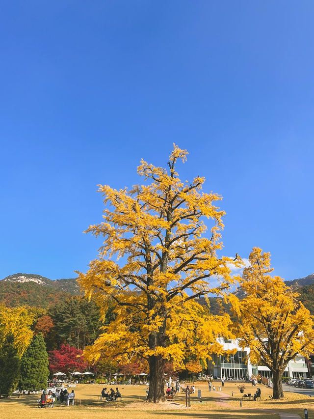 서울근교 단풍 명소! 가을을 느끼기 좋은 의정부 파크프리베 카페 