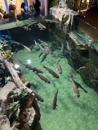 I traveled to Kuala Lumpur solely for this photo: A day trip to KLCC Aquaria 🐠🐡