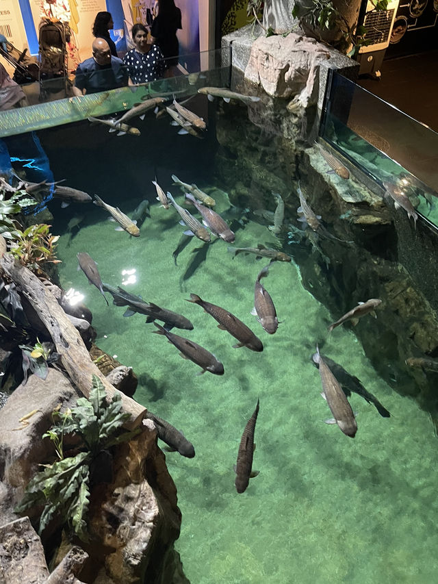 I traveled to Kuala Lumpur solely for this photo: A day trip to KLCC Aquaria 🐠🐡