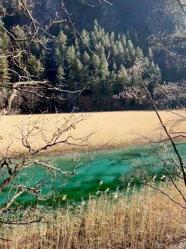 Winter Magic: Exploring the Enchanting Beauty of Jiuzhaigou National Park 