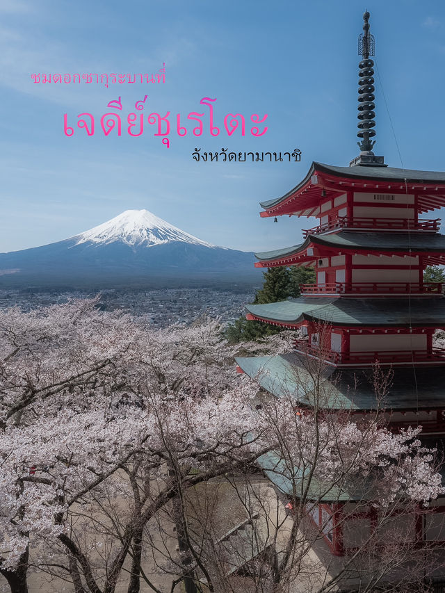 จุดชมซากุระสุดสวยที่เจดีย์ชุเรโตะ 🌸