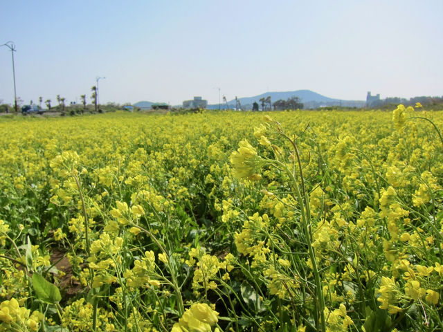 A Sea of Gold in Jeju: Seongsan Canola Flower Field