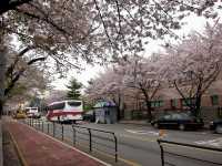 Cherry Blossoms Aren’t Just in Japan, Seoul Has Them Too: Yeouido Hangang Park