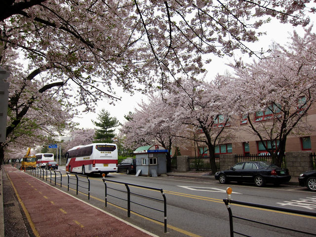 Cherry Blossoms Aren’t Just in Japan, Seoul Has Them Too: Yeouido Hangang Park