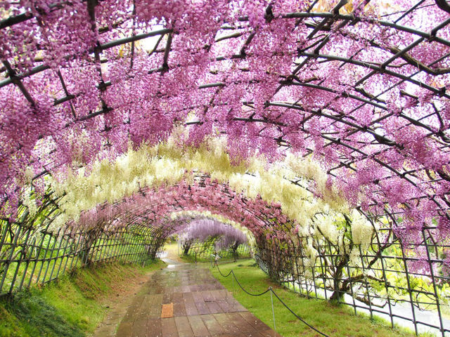 ☾︎北九州☽︎ 美しすぎる藤のトンネル