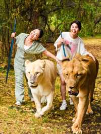 【モーリシャス】気分はムツゴロウ！ライオンとお散歩🦁
